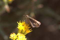 Panoquina errans