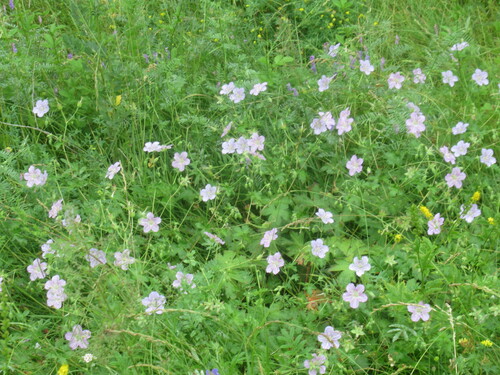 Geranium wlassovianum, photograph 5