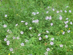 Geranium wlassovianum, photograph author not stated, no rights reserved