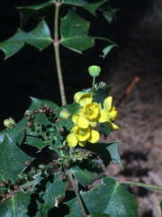 Berberis wilcoxii