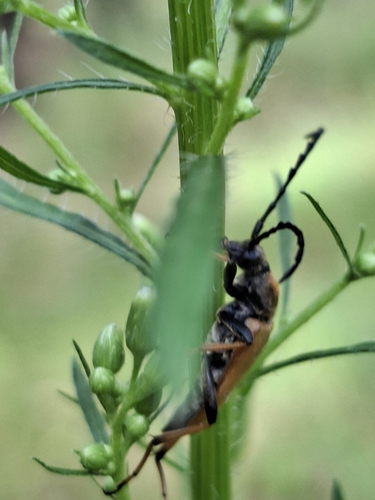 Red Pine Longhorn Beetle
