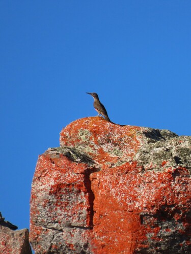 Ground Woodpecker (Geocolaptes olivaceus), photo 6