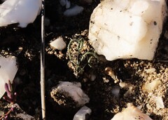 Albuca viscosa