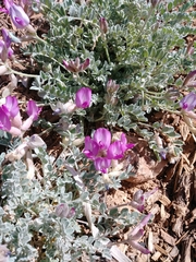 Astragalus utahensis
