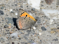 Lycaena phlaeas hypophlaeas