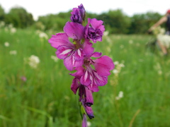 Gladiolus tenuis