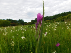 Gladiolus tenuis