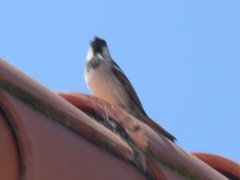 Passer domesticus