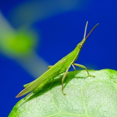 Atractomorpha crenulata