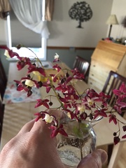Epimedium