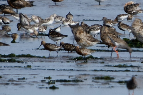 Curlew Sandpiper, Hollands Kroon, Netherlands, photo 9 of 10