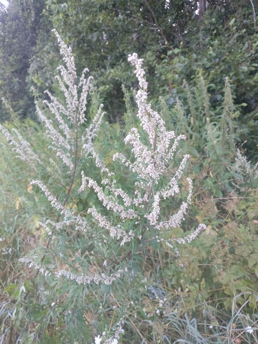 common mugwort