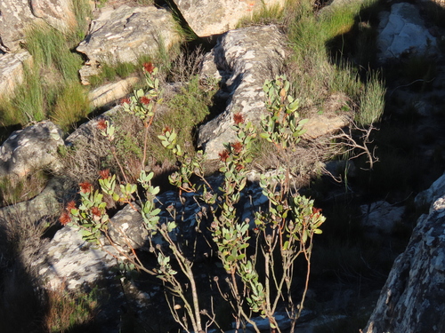 Protea punctata, photograph 6
