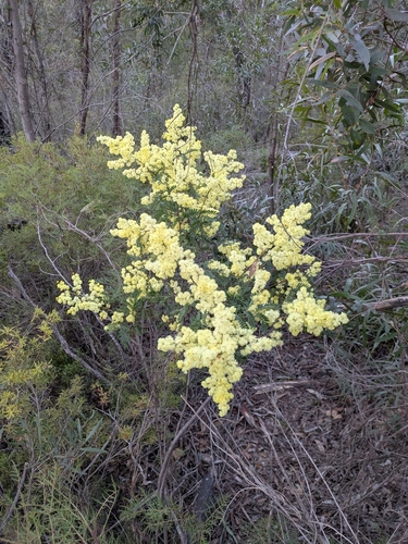 Sunshine Wattle