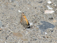 Lycaena phlaeas hypophlaeas