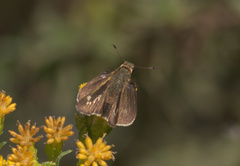 Panoquina errans