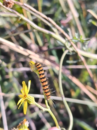 Cinnabar moth