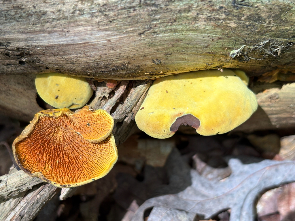Pseudomerulius curtisii · August 2026 · photo: Photo: no rights reserved · iNaturalist