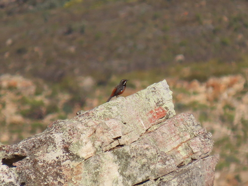 Cape Rockjumper (Chaetops frenatus), photo 4