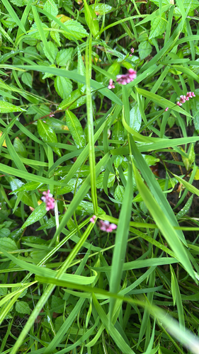 low smartweed