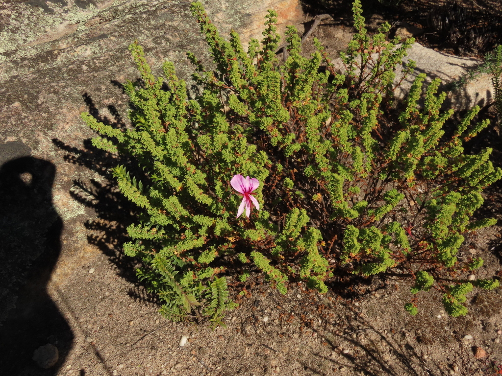 Pelargonium crispum; photograph (c) Christiaan Viljoen, some rights reserved (CC BY)