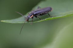 Cantharis obscura