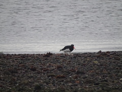 Haematopus leucopodus