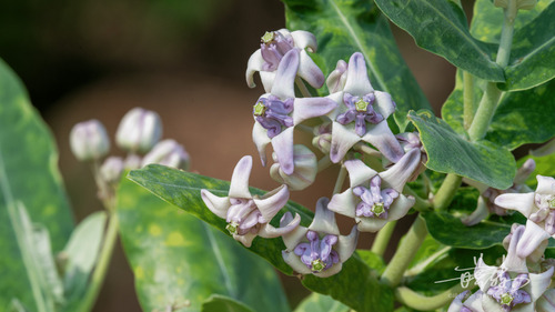 crown flower
