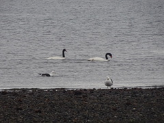 Cygnus melancoryphus