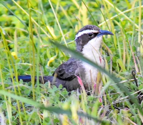 White-browed Babbler