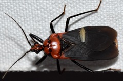 Rhiginia cinctiventris