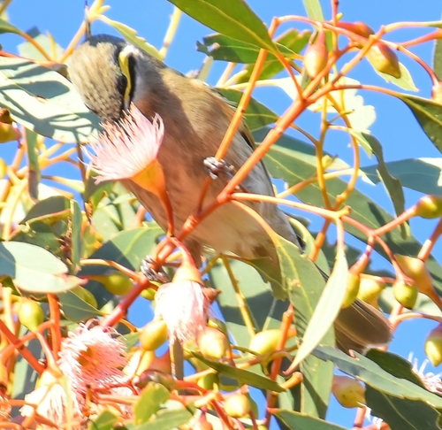 Yellow-faced Honeyeater