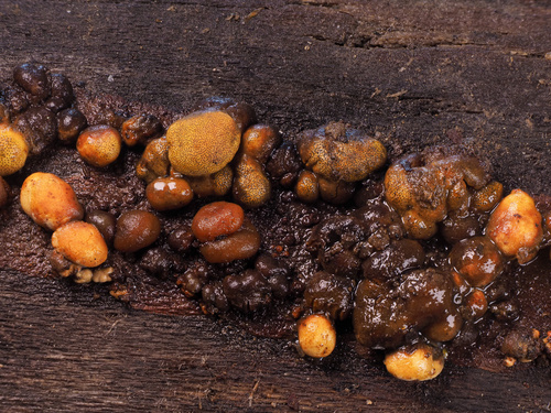Thuemenella cubispora