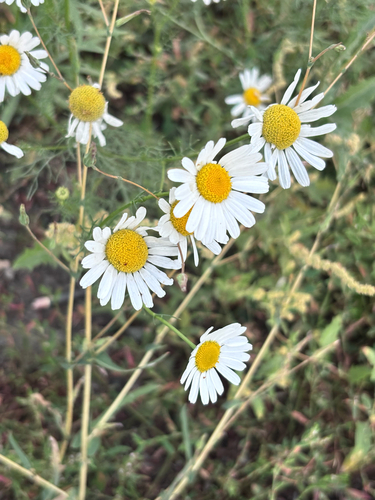scentless mayweed