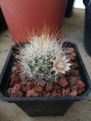 Mammillaria marcosii