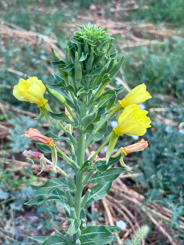 hairy evening primrose