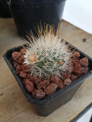 Mammillaria marcosii