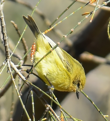 Yellow Thornbill