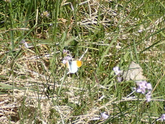 Anthocharis cardamines