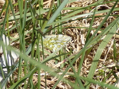 Anthocharis cardamines