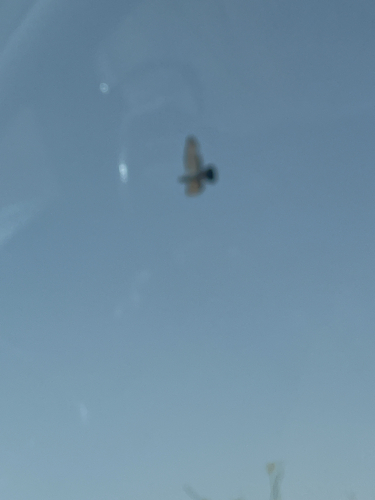 Feral Pigeon