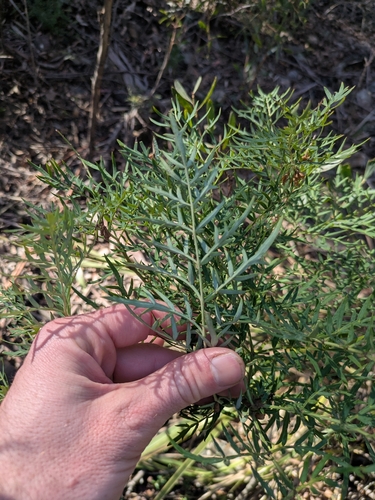 Elderberry Panax