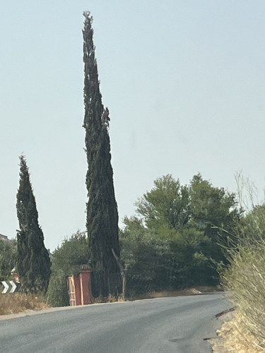 Mediterranean cypress