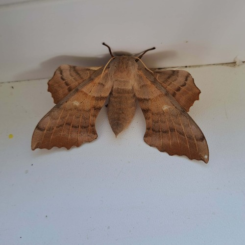 Poplar Hawkmoth