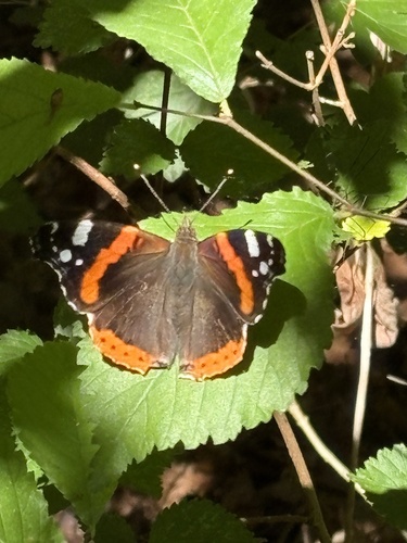 Red Admiral