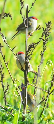 Red-browed Finch