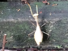 Miomantis caffra