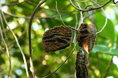 Mucuna membranacea observed 2026-07-20