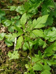 Osmorhiza purpurea