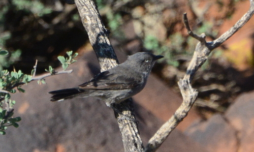 iNaturalist image